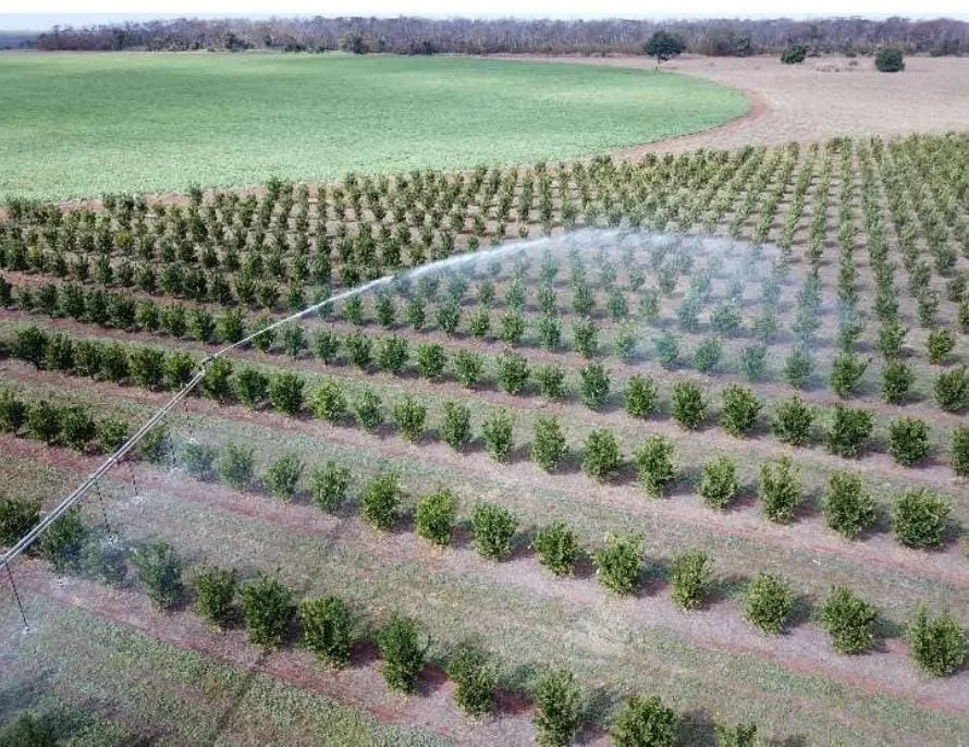 Fazenda à venda e para Arrendar de 158 ha em Cardoso, SP, Brasil