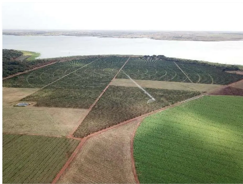 Fazenda à venda e para Arrendar de 158 ha em Cardoso, SP, Brasil