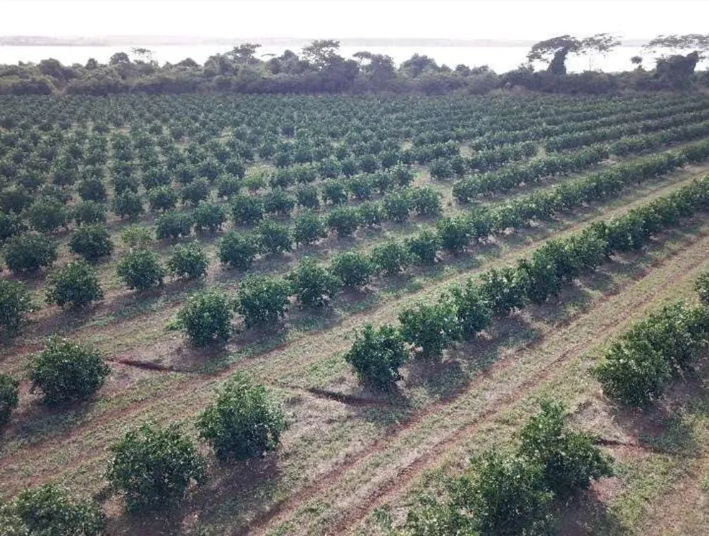Fazenda à venda e para Arrendar de 158 ha em Cardoso, SP, Brasil