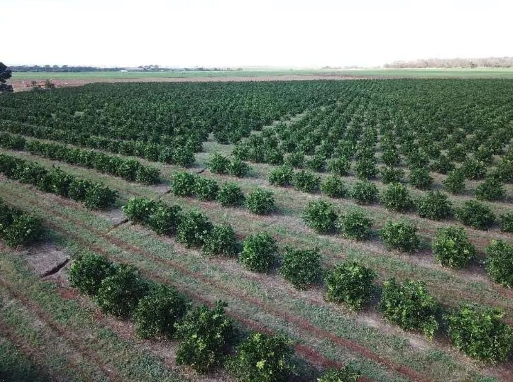 Fazenda à venda e para Arrendar de 158 ha em Cardoso, SP, Brasil