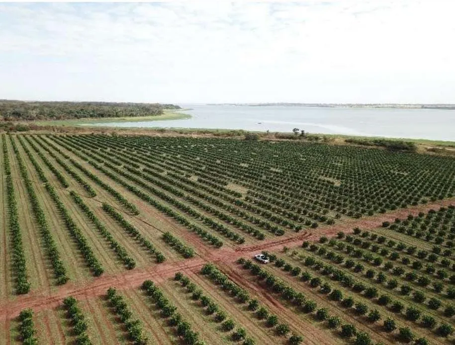 Fazenda à venda e para Arrendar de 158 ha em Cardoso, SP, Brasil