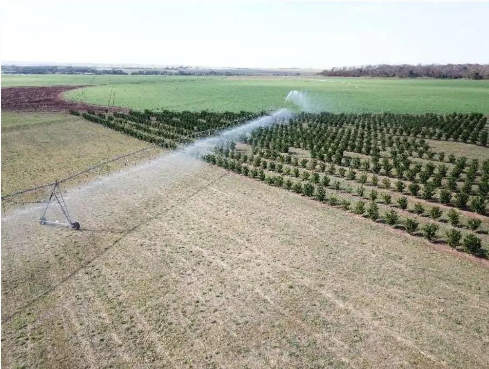Fazenda à venda e para Arrendar de 158 ha em Cardoso, SP, Brasil