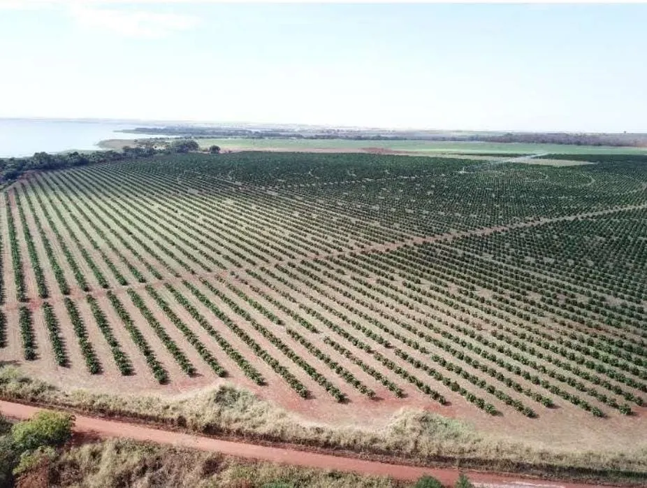 Fazenda à venda e para Arrendar de 158 ha em Cardoso, SP, Brasil
