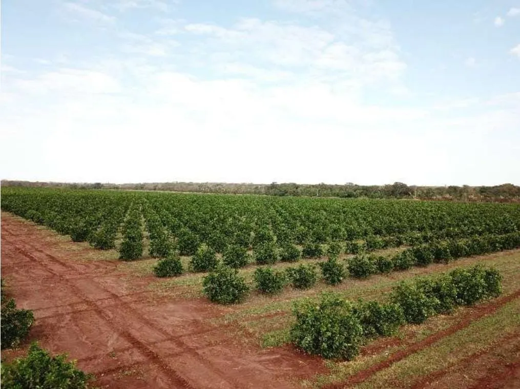 Fazenda à venda e para Arrendar de 158 ha em Cardoso, SP, Brasil