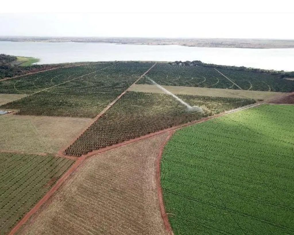 Fazenda à venda e para Arrendar de 158 ha em Cardoso, SP, Brasil