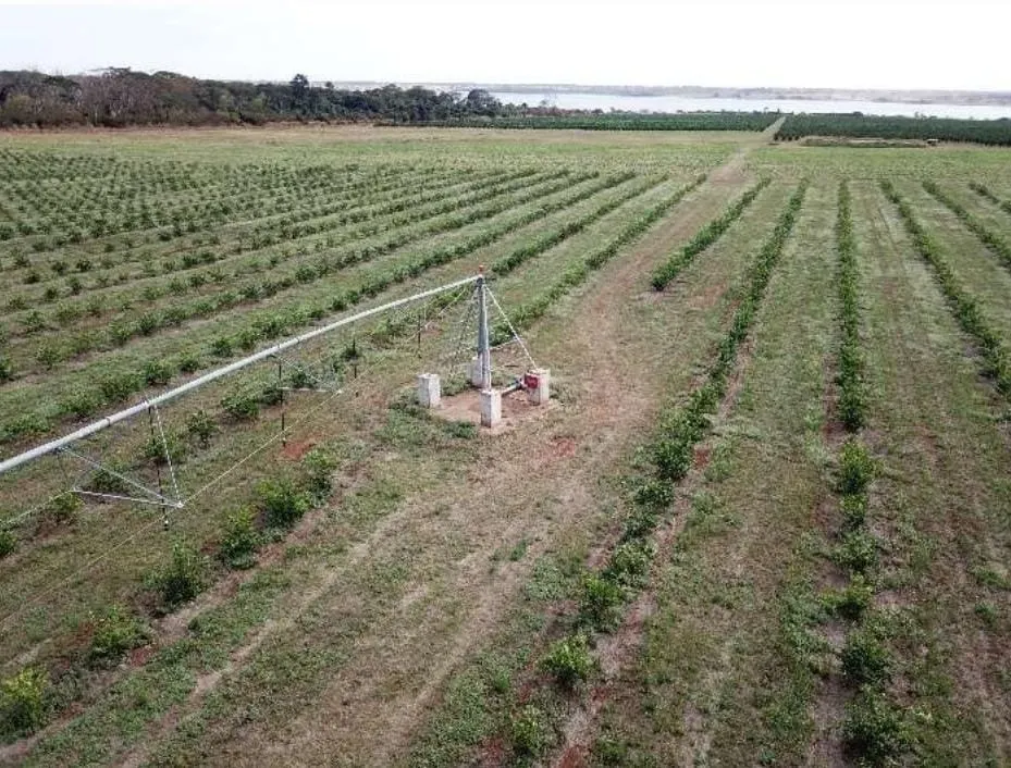 Fazenda à venda e para Arrendar de 158 ha em Cardoso, SP, Brasil
