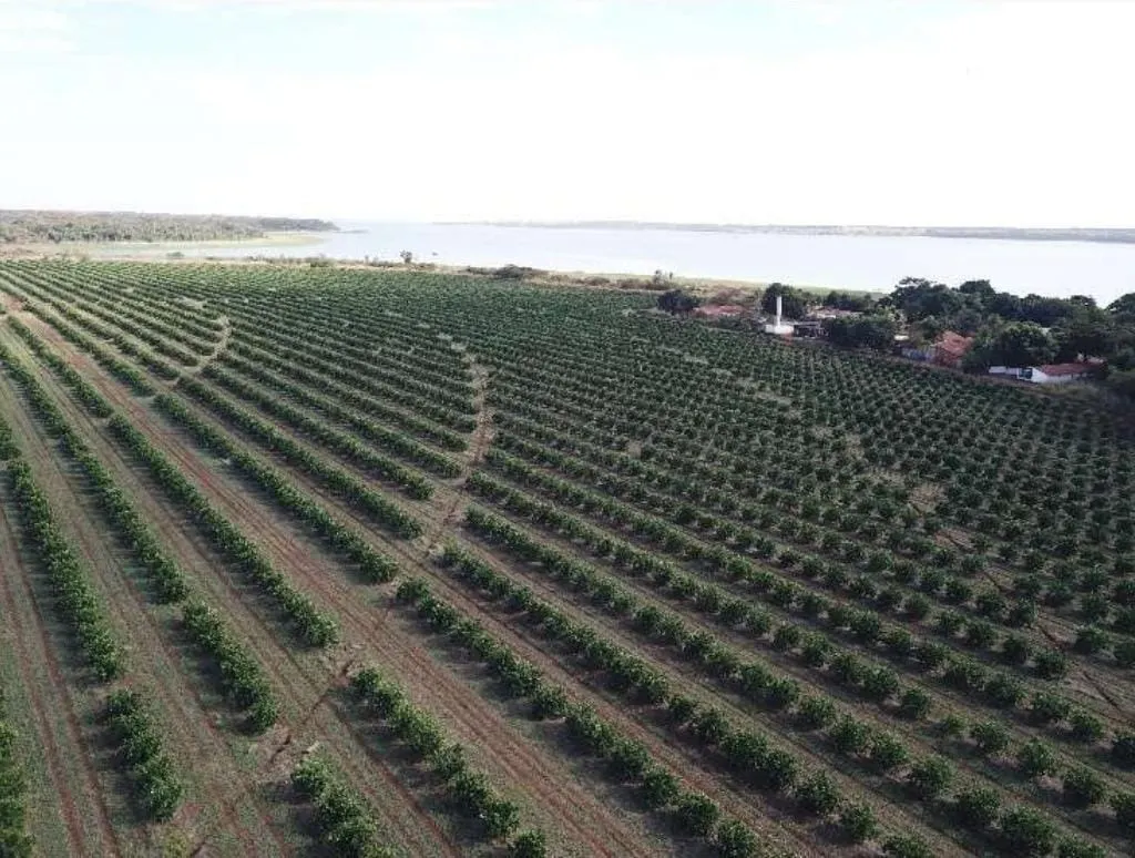 Fazenda à venda e para Arrendar de 158 ha em Cardoso, SP, Brasil