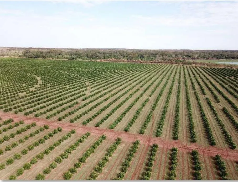 Fazenda à venda e para Arrendar de 158 ha em Cardoso, SP, Brasil