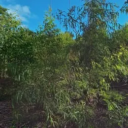 Sítio à venda de 18 ha em São Mateus, ES, Brasil