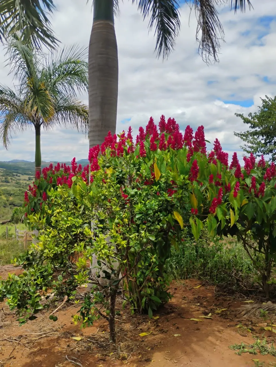 Fazenda à venda de 134 ha em Bom Sucesso, MG, Brasil