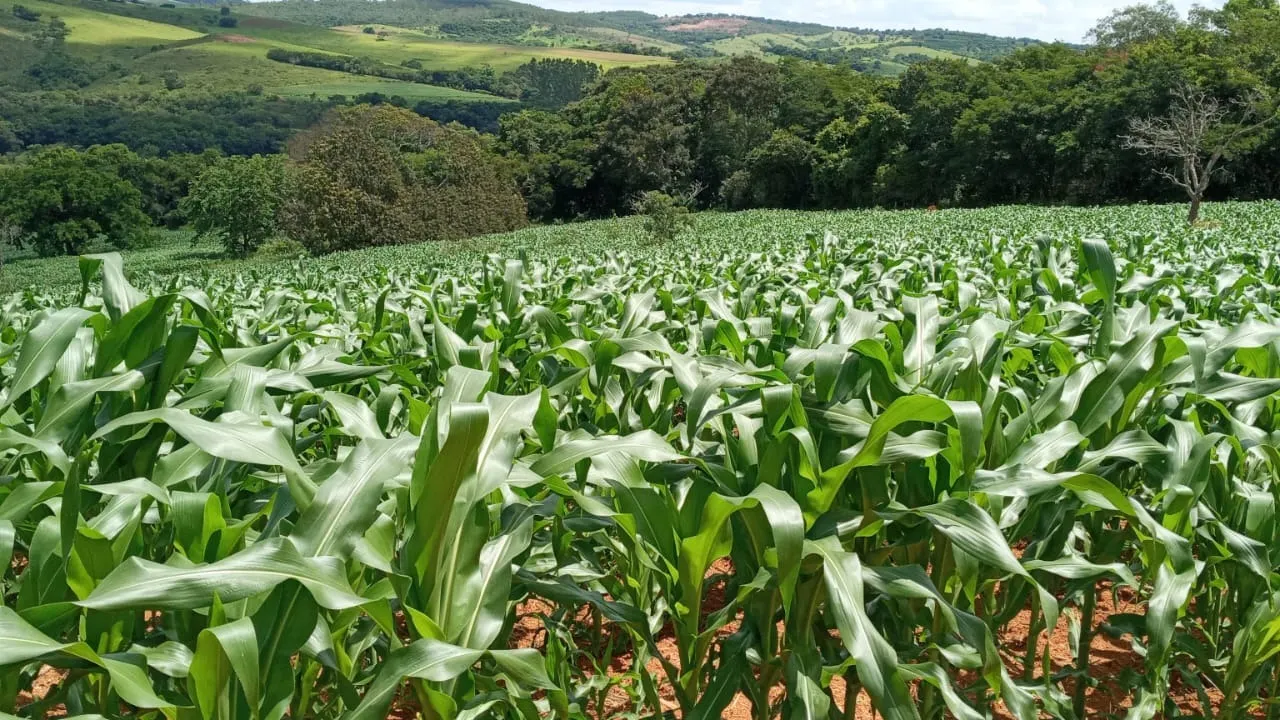 Fazenda à venda de 134 ha em Bom Sucesso, MG, Brasil