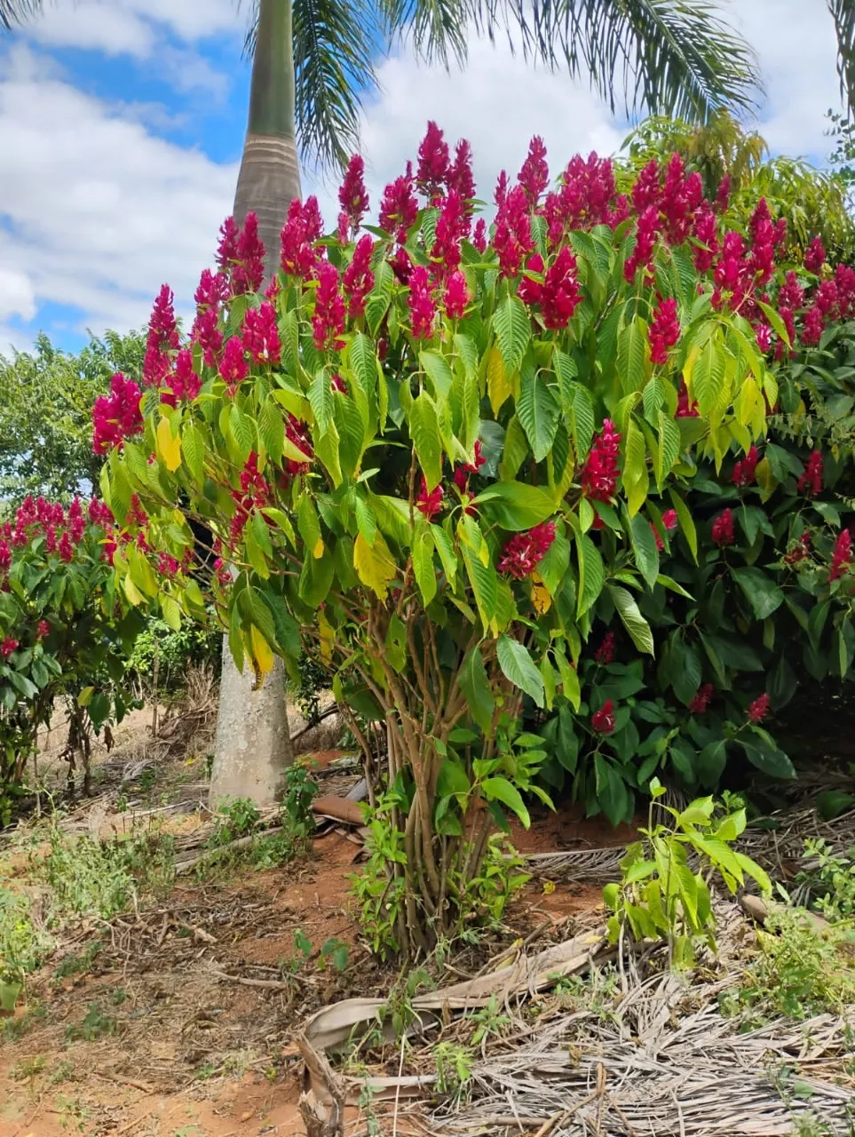 Fazenda à venda de 134 ha em Bom Sucesso, MG, Brasil