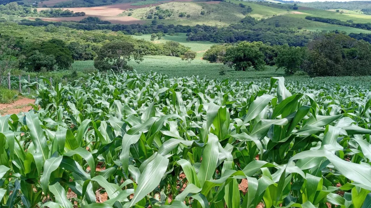 Fazenda à venda de 134 ha em Bom Sucesso, MG, Brasil
