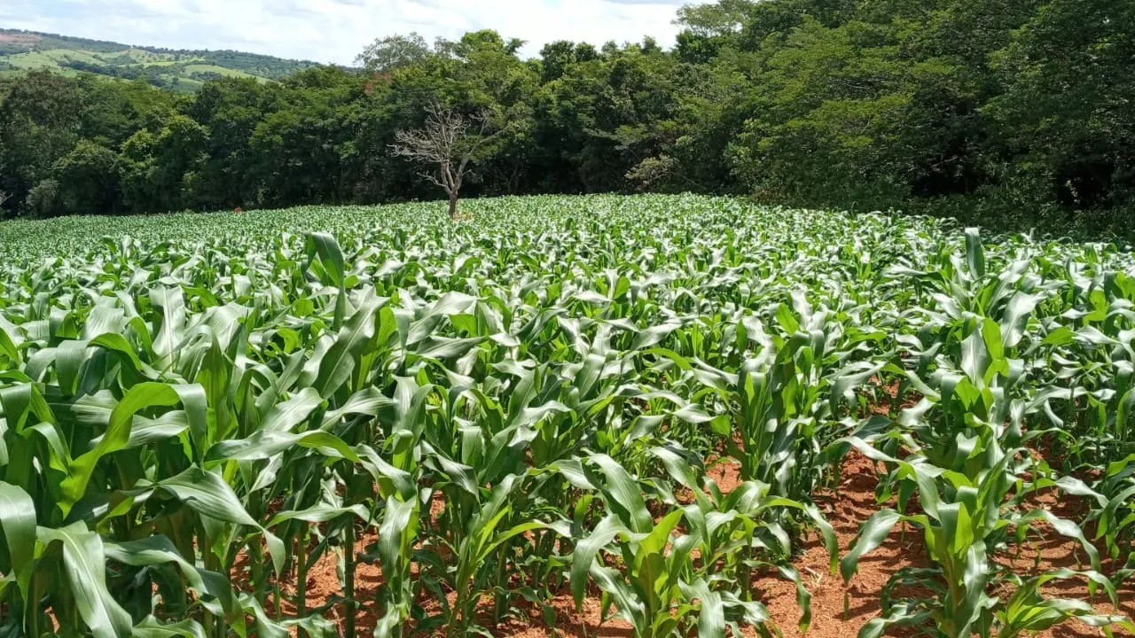Fazenda à venda de 134 ha em Bom Sucesso, MG, Brasil
