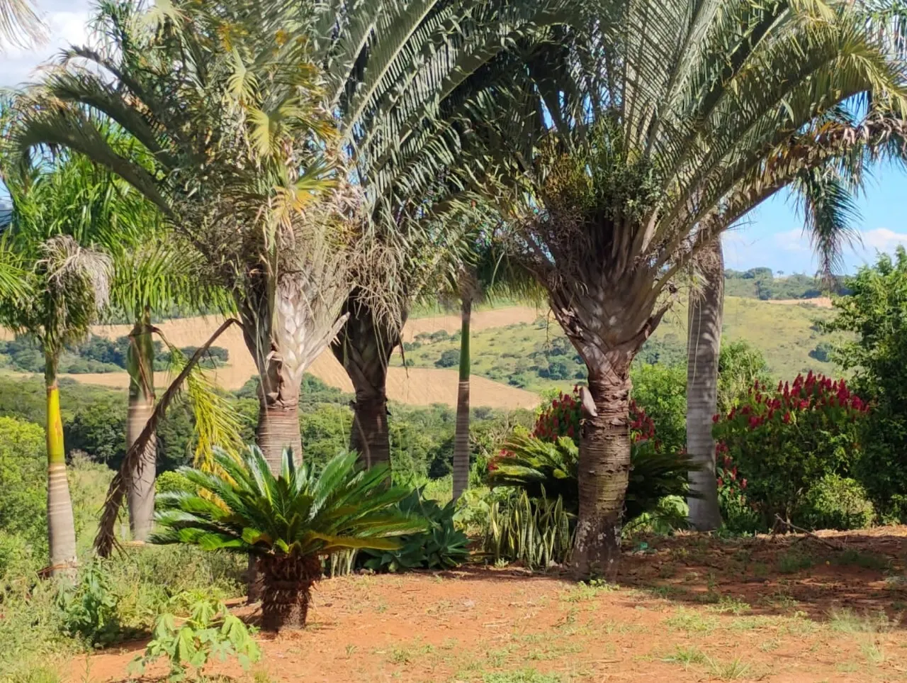 Fazenda à venda de 134 ha em Bom Sucesso, MG, Brasil