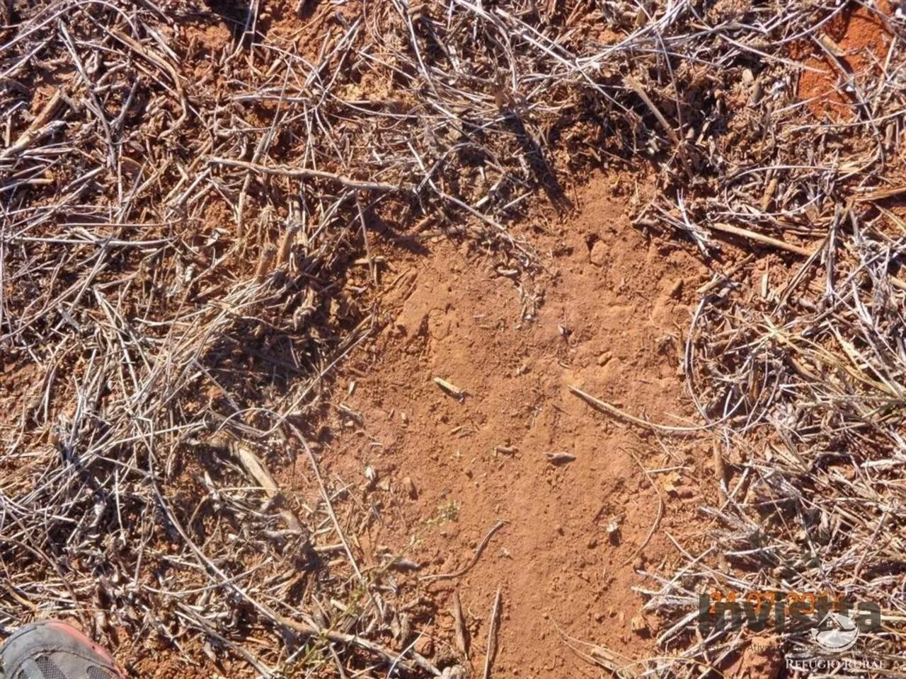 Fazenda à venda e para Arrendar de 3.678 ha em Gurupi, TO, Brasil