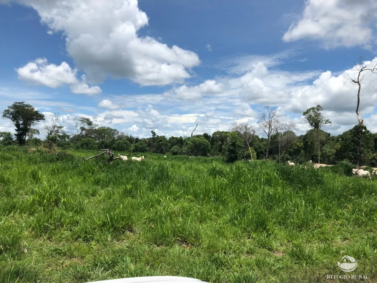 Fazenda à venda e para Arrendar de 3.678 ha em Gurupi, TO, Brasil