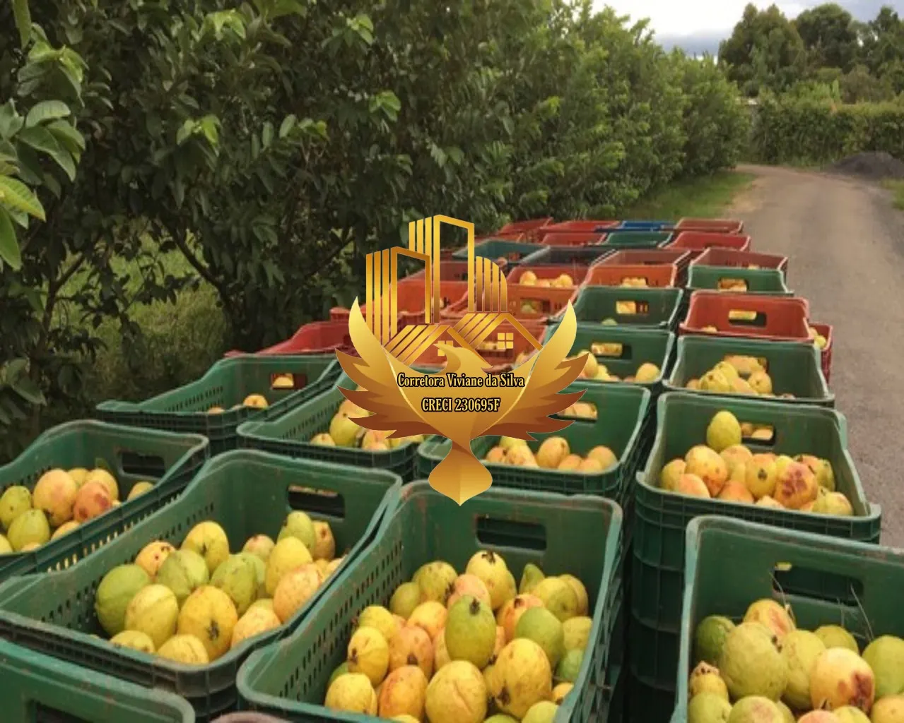 Small farm for sale of 30 acres in Goiânia, GO, Brazil
