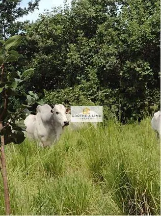 Farm for sale of 2,093 acres in Cocalinho, MT, Brazil