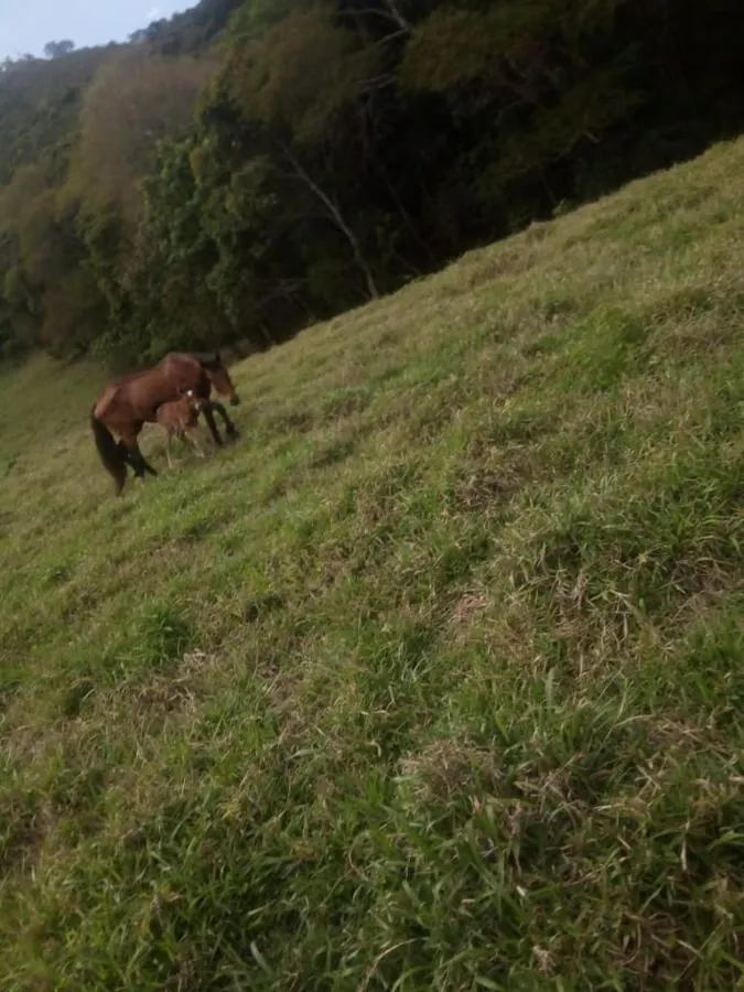 Fazenda à venda de 190 ha em Carvalhos, MG, Brasil