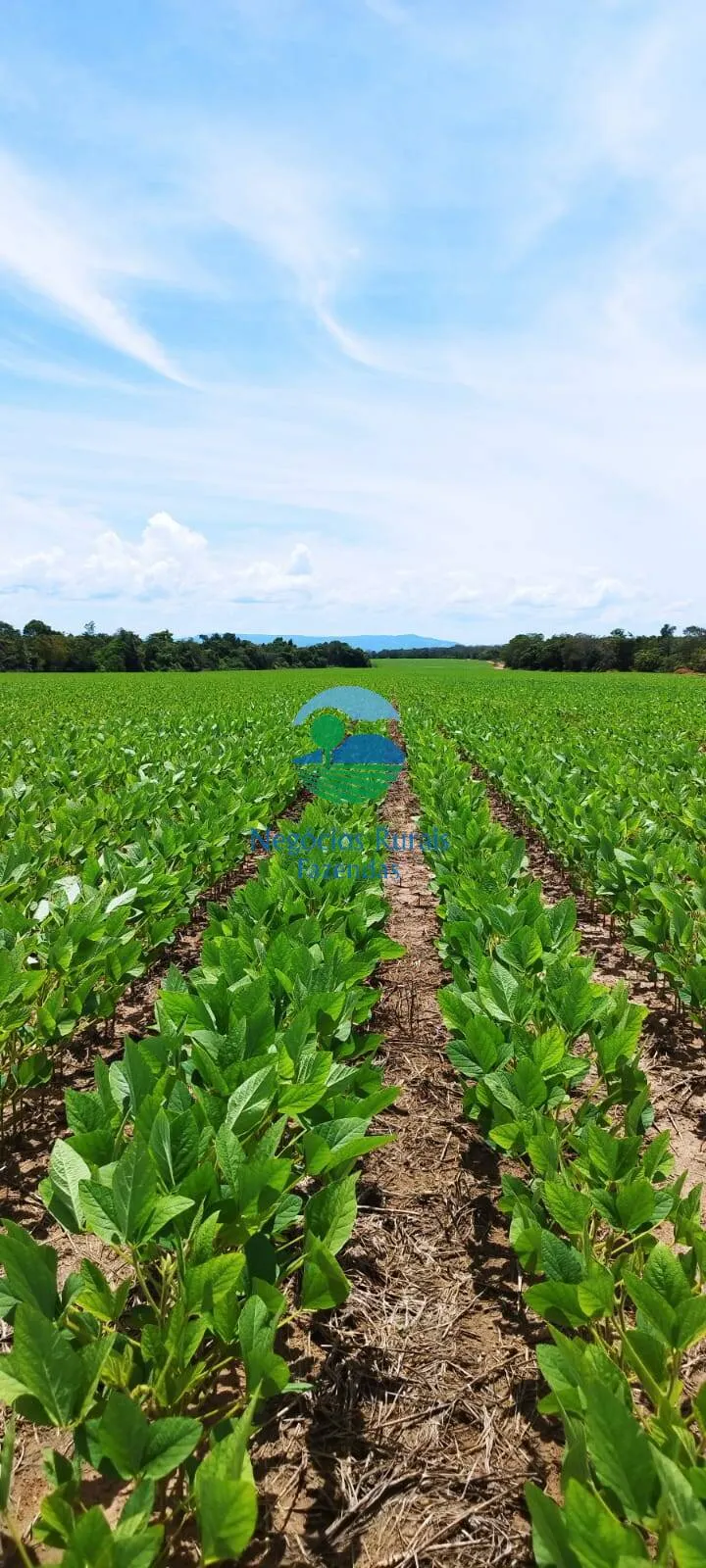 Fazenda à venda de 280 ha em Gurupi, TO, Brasil