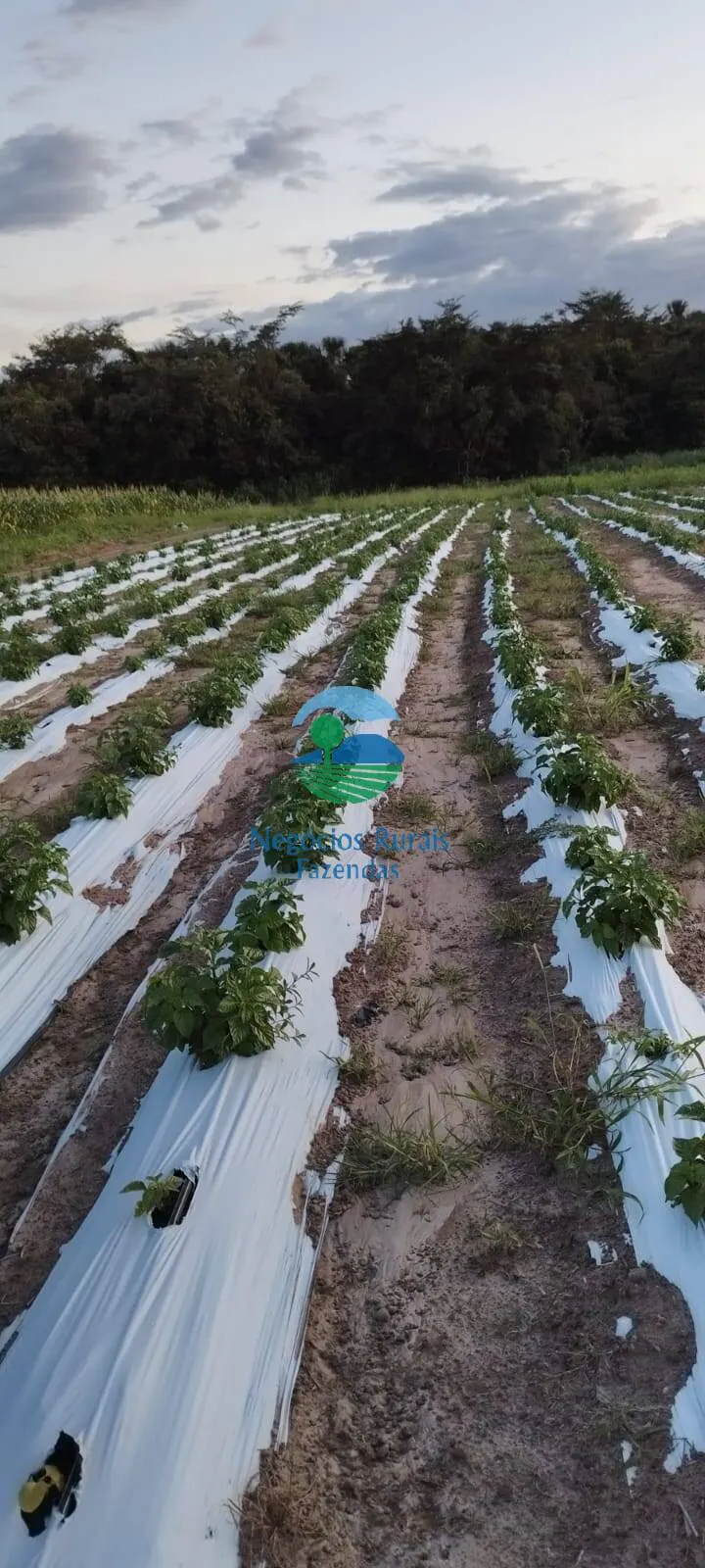 Farm for sale of 692 acres in Gurupi, TO, Brazil