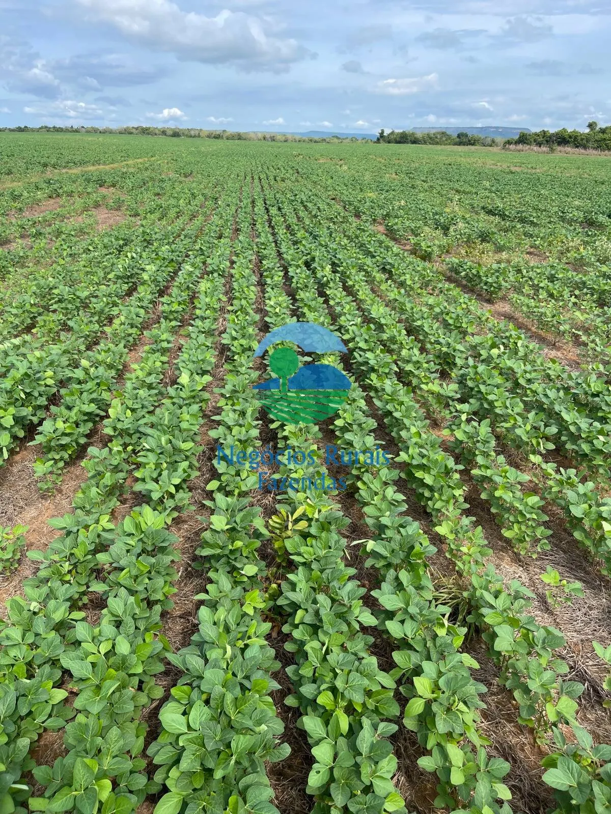 Farm for sale of 692 acres in Gurupi, TO, Brazil