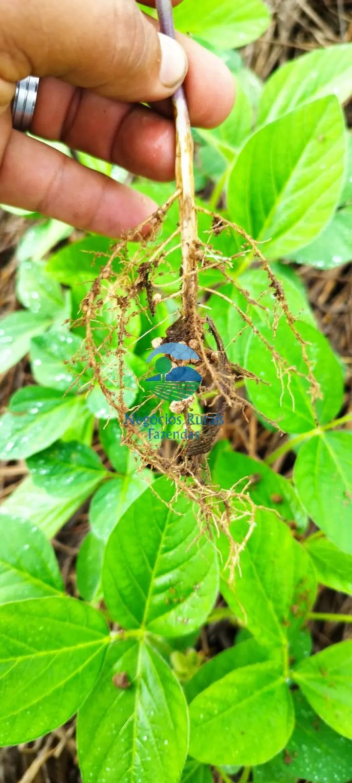 Farm for sale of 692 acres in Gurupi, TO, Brazil