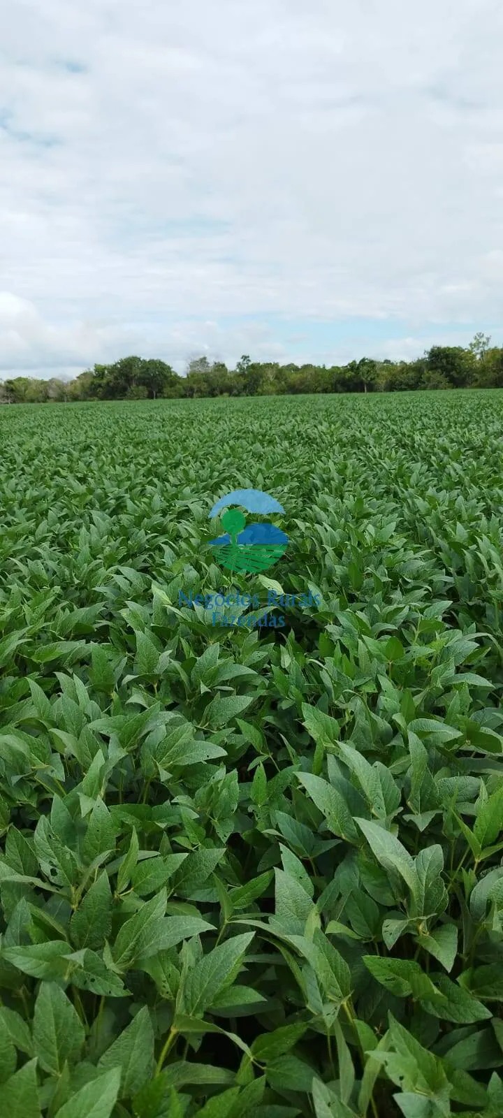 Farm for sale of 692 acres in Gurupi, TO, Brazil