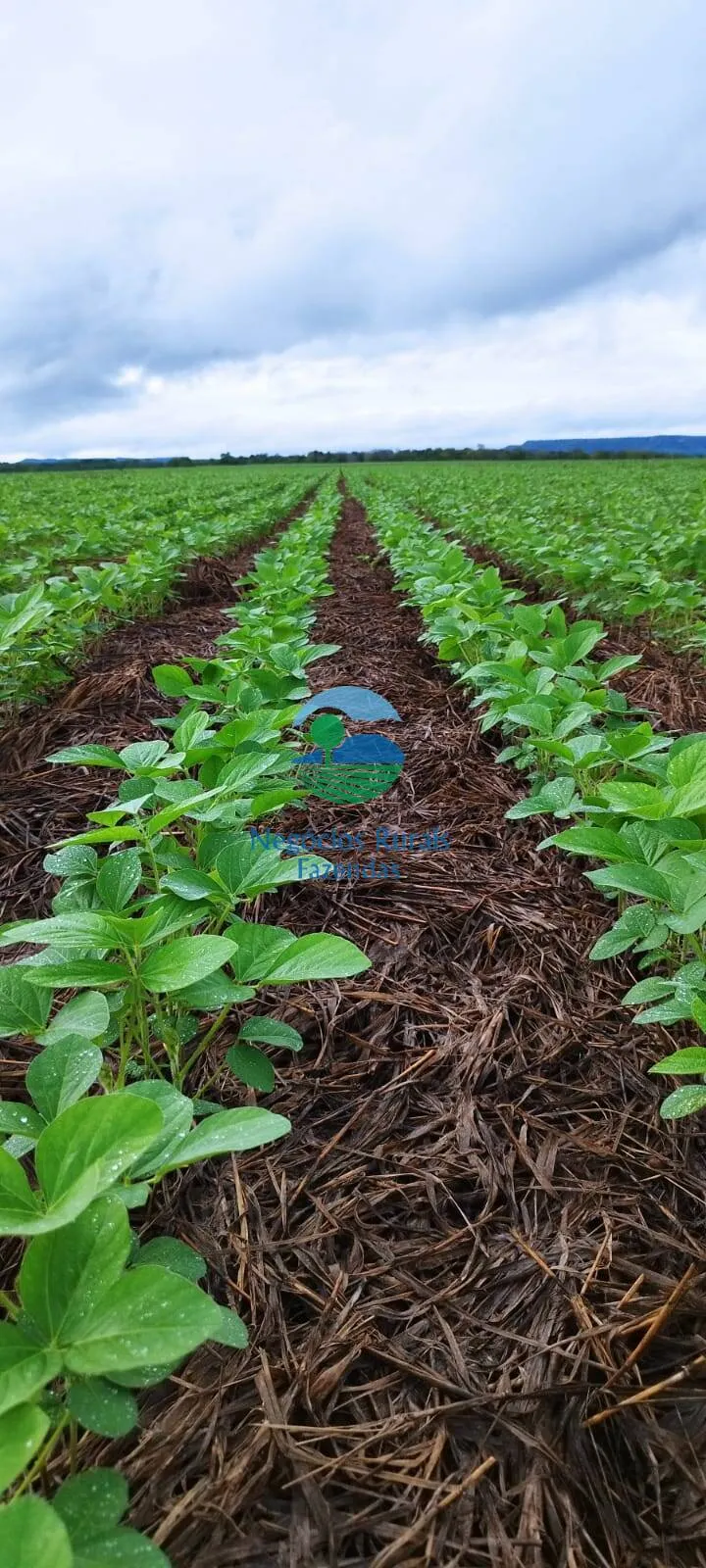 Farm for sale of 692 acres in Gurupi, TO, Brazil