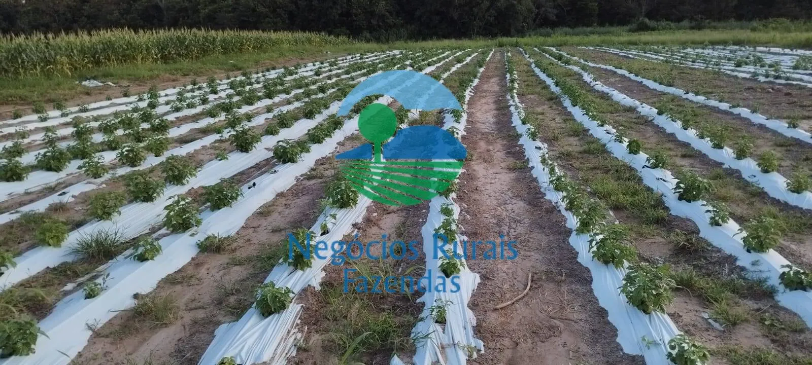 Farm for sale of 692 acres in Gurupi, TO, Brazil