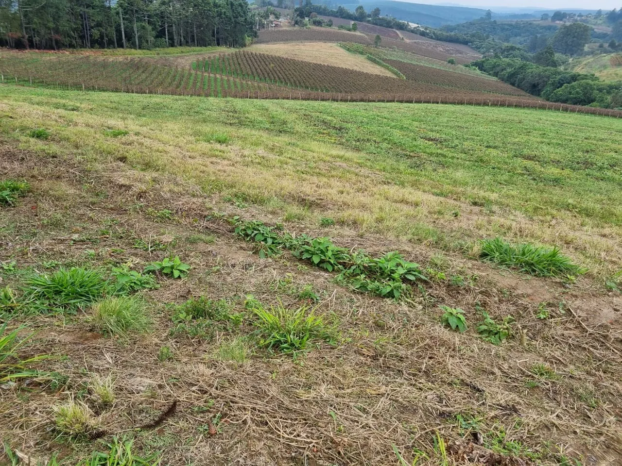 Sítio à venda de 24 ha em São Miguel Arcanjo, SP, Brasil