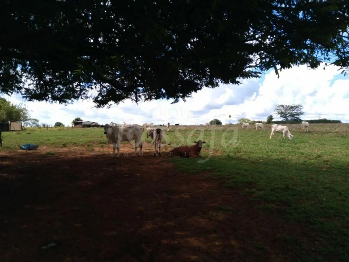 Small farm for sale of 24 acres in Três Fronteiras, SP, Brazil
