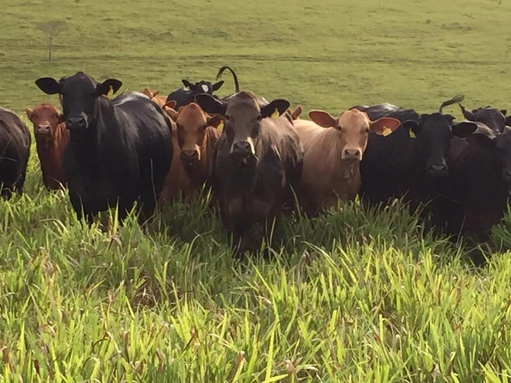 Farm for sale of 1,611 acres in Caxambu, MG, Brazil