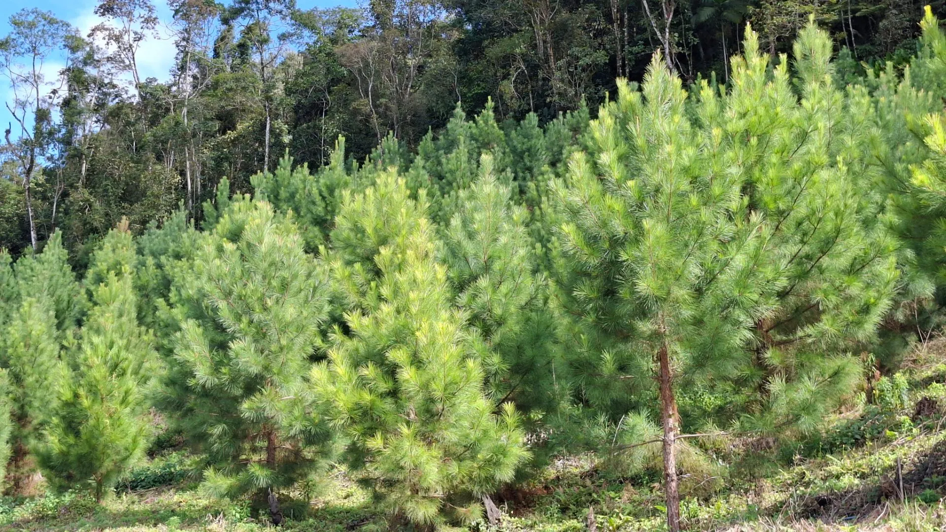 Fazenda à venda de 62 ha em Presidente Nereu, SC, Brasil