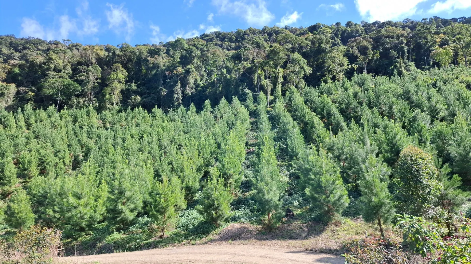 Fazenda à venda de 62 ha em Presidente Nereu, SC, Brasil