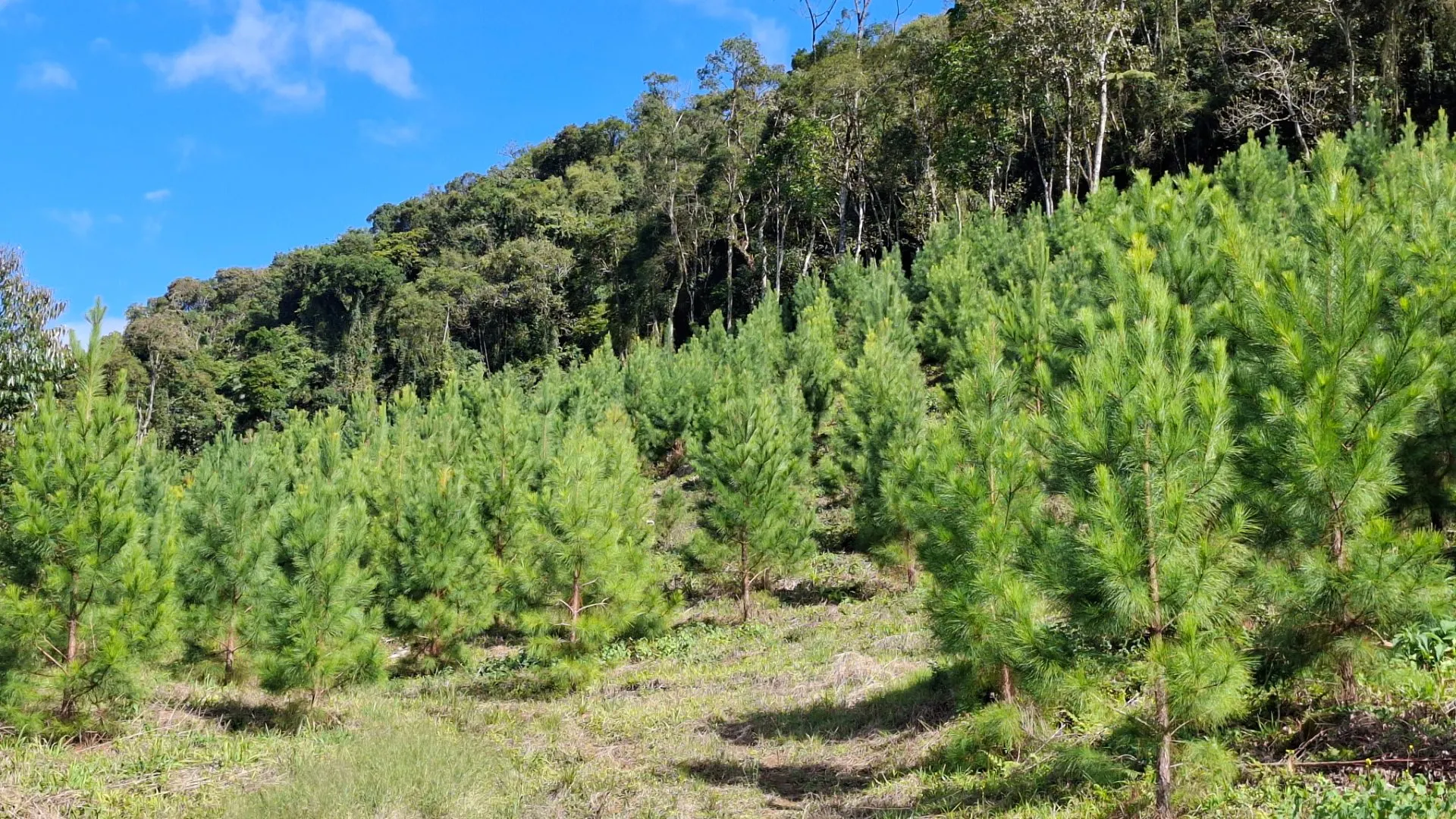 Fazenda à venda de 62 ha em Presidente Nereu, SC, Brasil