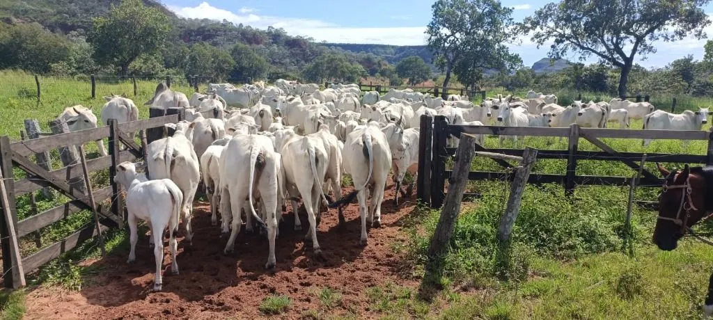 Fazenda à venda de 912 ha em Guiratinga, MT, Brasil
