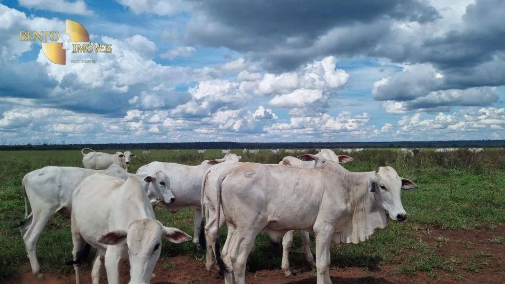 Fazenda à venda e para Arrendar de 5.150 ha em Feliz Natal, MT, Brasil