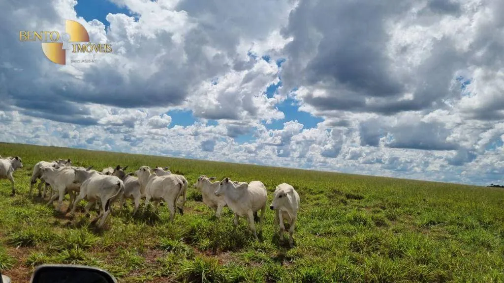 Fazenda à venda e para Arrendar de 5.150 ha em Feliz Natal, MT, Brasil