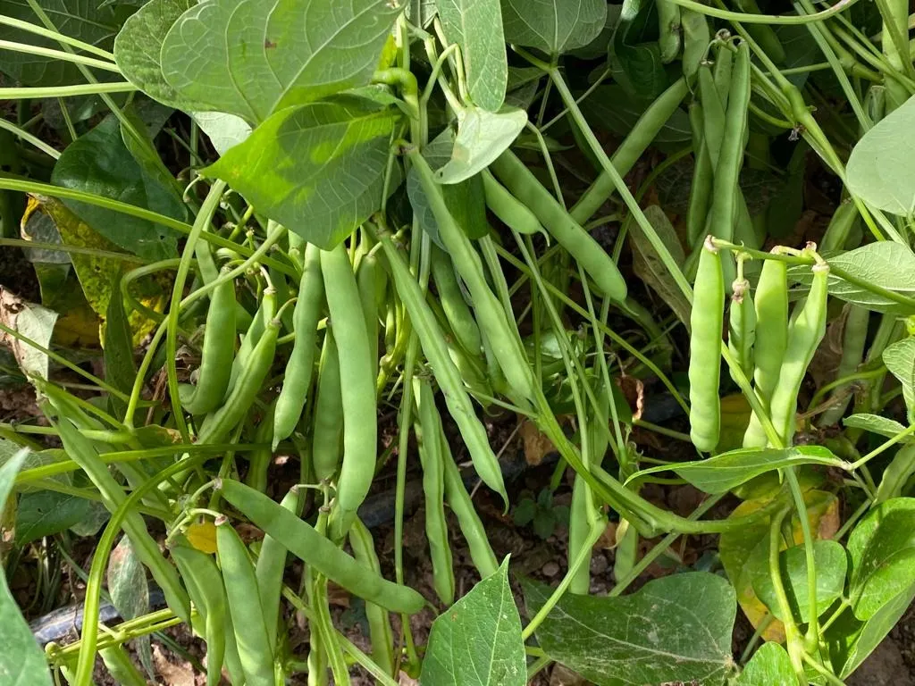 Chácara à venda de 10 ha em São Miguel Arcanjo, SP, Brasil