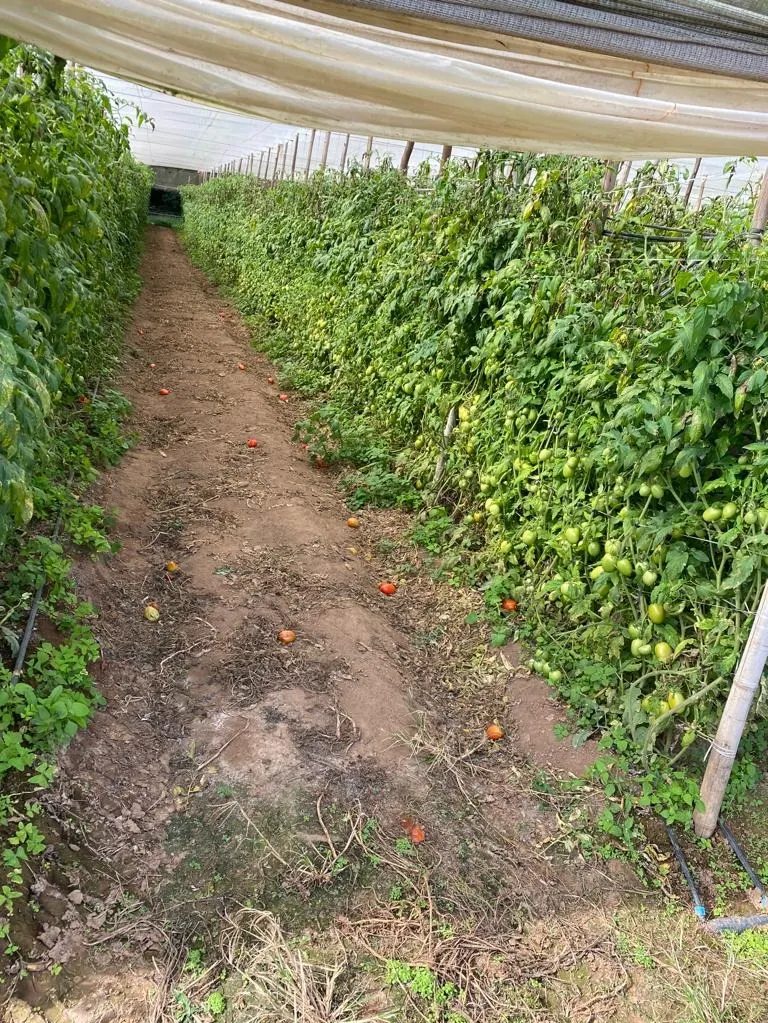 Chácara à venda de 10 ha em São Miguel Arcanjo, SP, Brasil