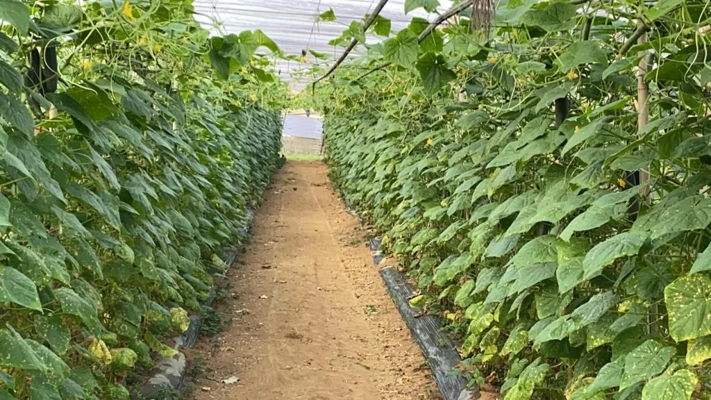 Chácara à venda de 10 ha em São Miguel Arcanjo, SP, Brasil