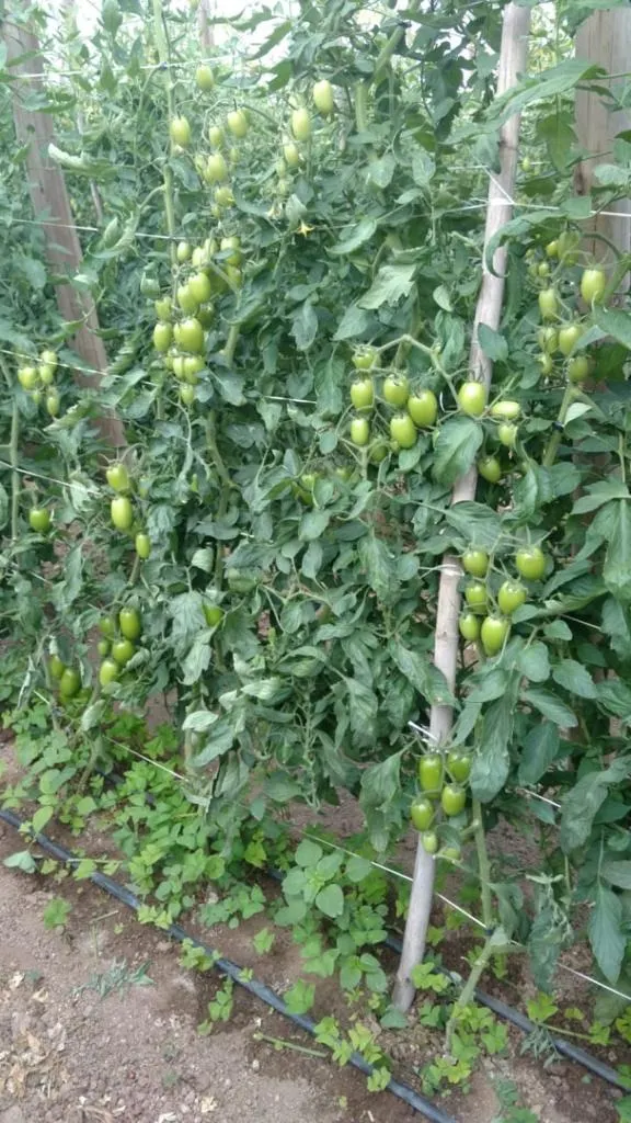 Chácara à venda de 10 ha em São Miguel Arcanjo, SP, Brasil