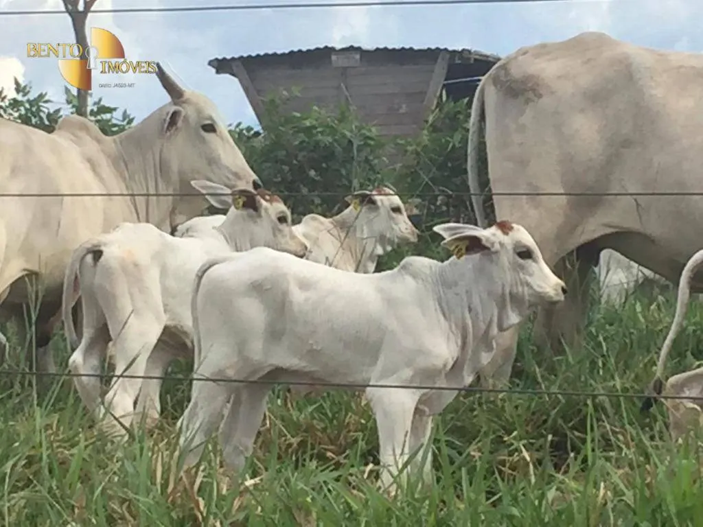 Fazenda à venda de 1.455 ha em Acorizal, MT, Brasil
