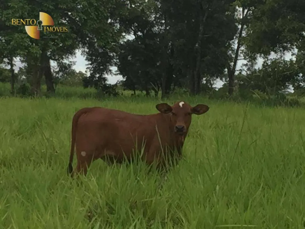 Fazenda à venda de 1.455 ha em Acorizal, MT, Brasil