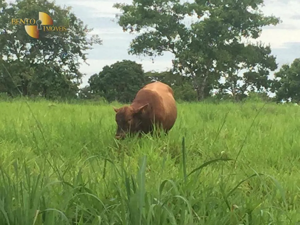 Fazenda à venda de 1.455 ha em Acorizal, MT, Brasil