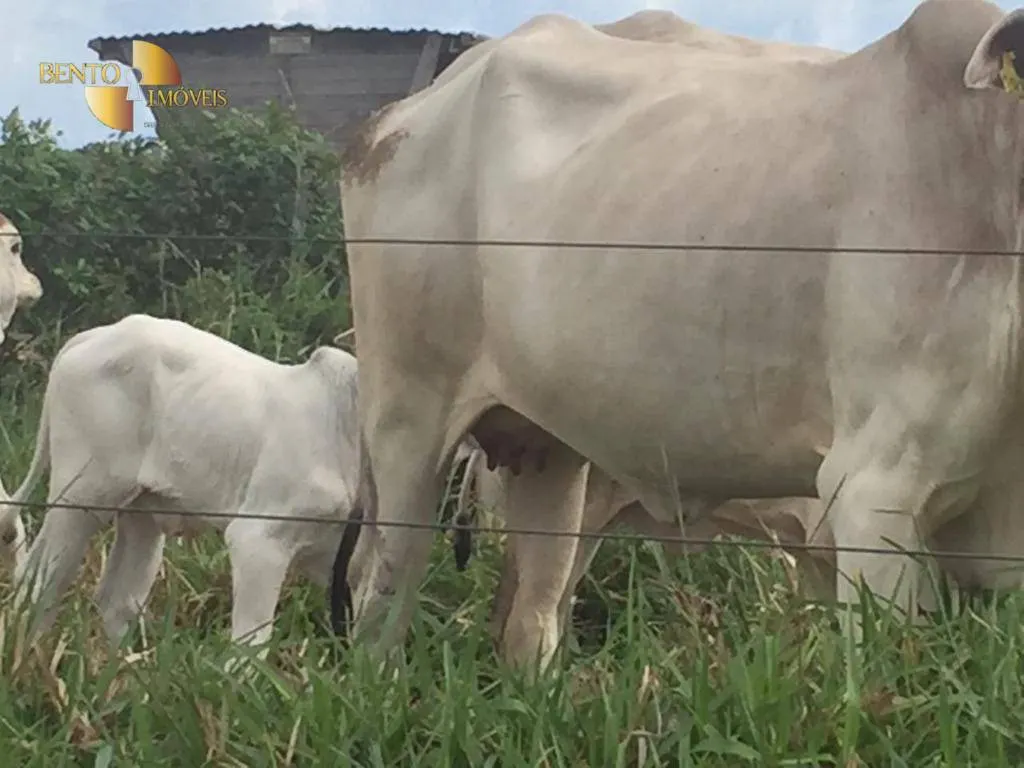 Fazenda à venda de 1.455 ha em Acorizal, MT, Brasil