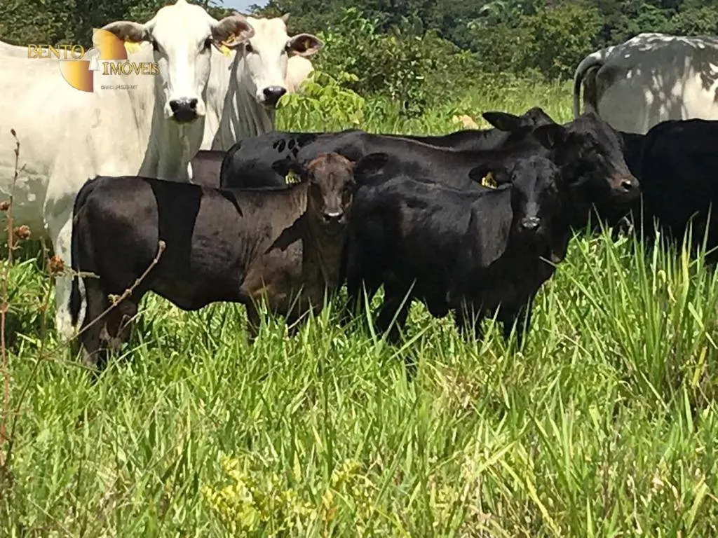Fazenda à venda de 1.455 ha em Acorizal, MT, Brasil