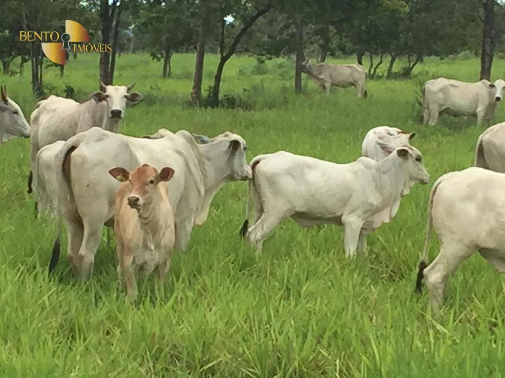 Fazenda à venda de 1.455 ha em Acorizal, MT, Brasil